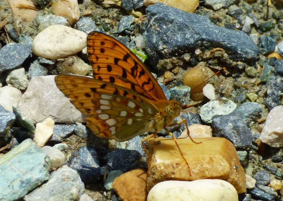 Argynnis adippe - ezüstös gyöngyházlepke