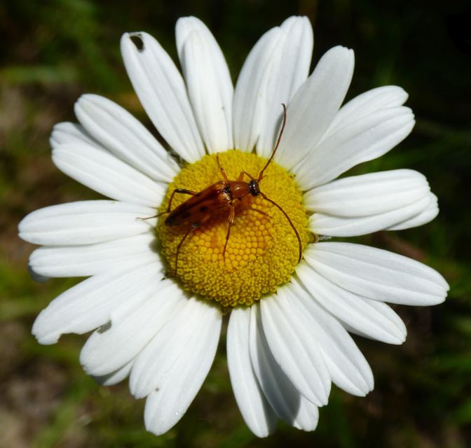 Stenurella septempunctata - hétpettyes karcsúcincér