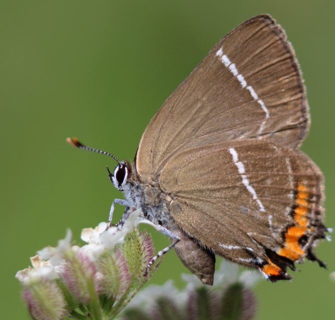 Satyrium w-album - szilfa-csücsköslepke