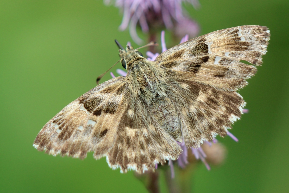 Carcharodus alceae - mályva-busalepke