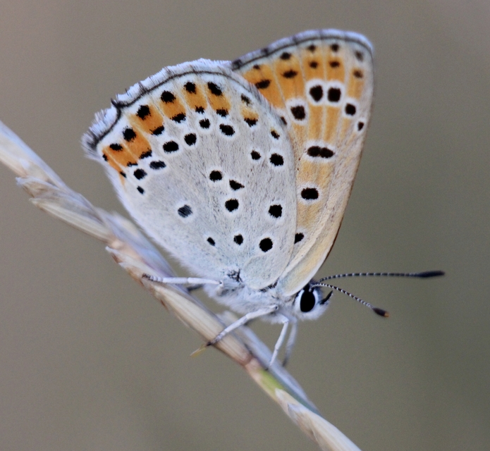 Lycaena thersamon - kis tűzlepke