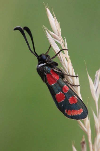 Zygaena carniolica - fehérgyűrűs csüngőlepke
