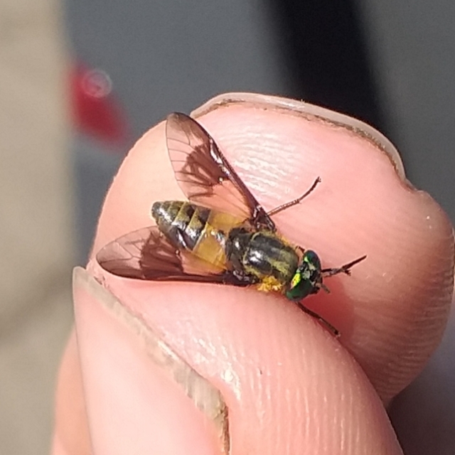 Chrysops viduatus - egyfoltos pőcsik