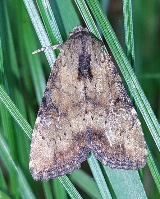 Loscopia scolopacina - csinos dudvabagoly