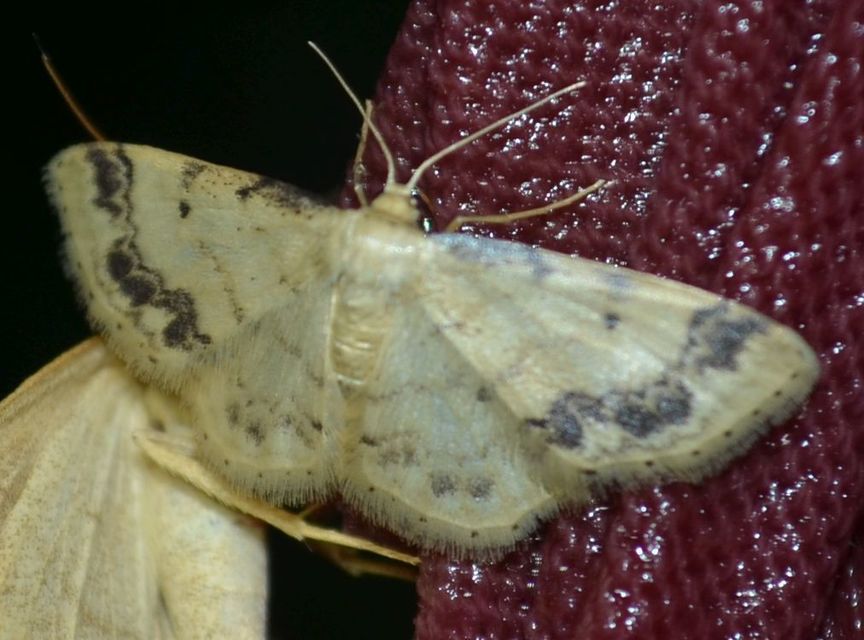 Idaea trigeminata - csúcsfoltos apróaraszoló