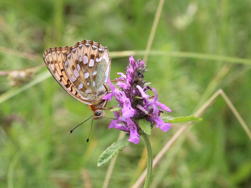 Argynnis aglaja - kerekfoltú gyöngyházlepke