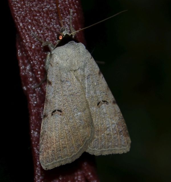 Lygephila craccae - gyakori csüdfűbagoly