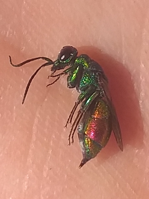 Chrysididae - fémdarazsak