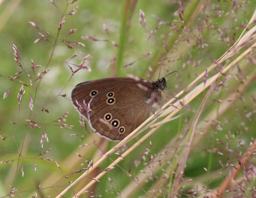 Aphantopus hyperanthus - közönséges ökörszemlepke
