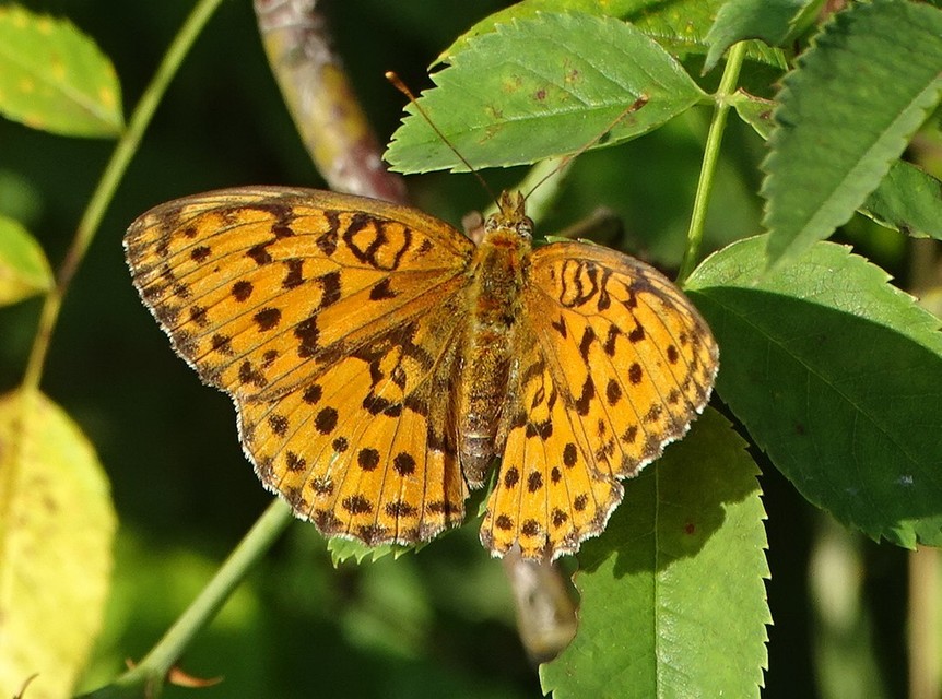 Brenthis daphne - málna-gyöngyházlepke