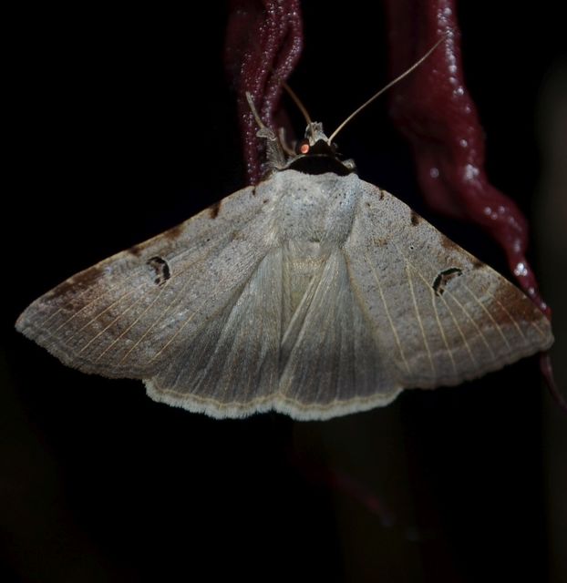 Lygephila craccae - gyakori csüdfűbagoly