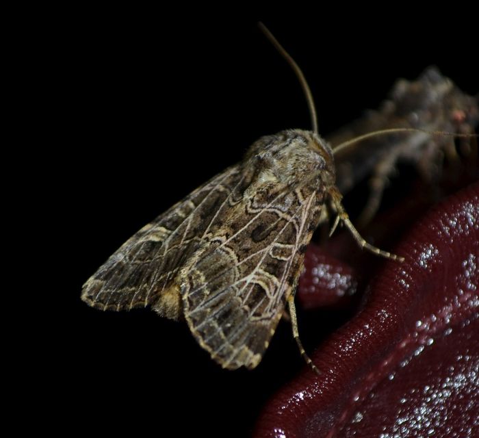 Heliophobus reticulata - fehéreres kertibagoly