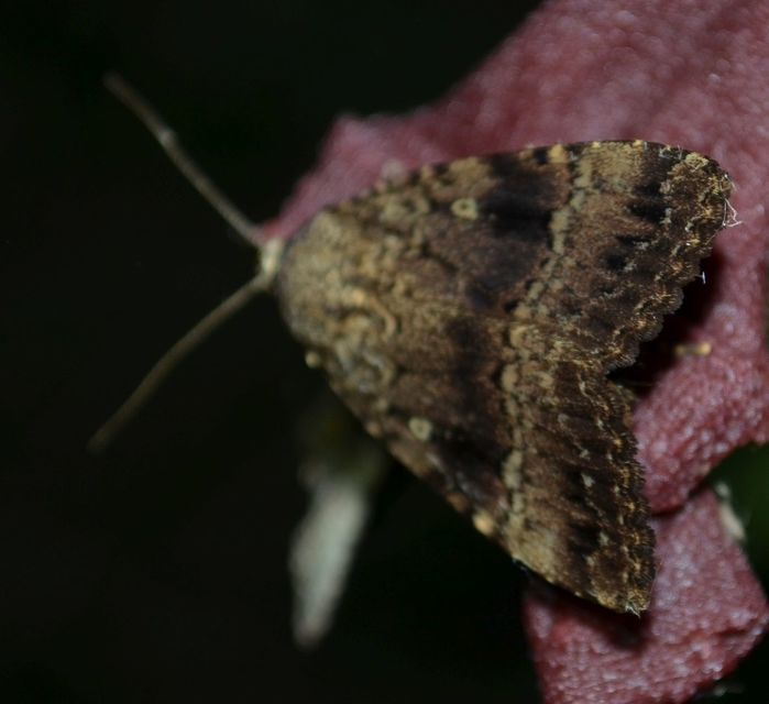 Amphipyra berbera/pyramidea