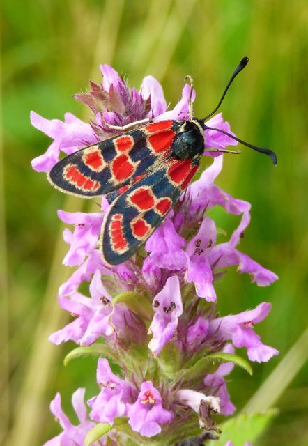 Zygaena carniolica - fehérgyűrűs csüngőlepke