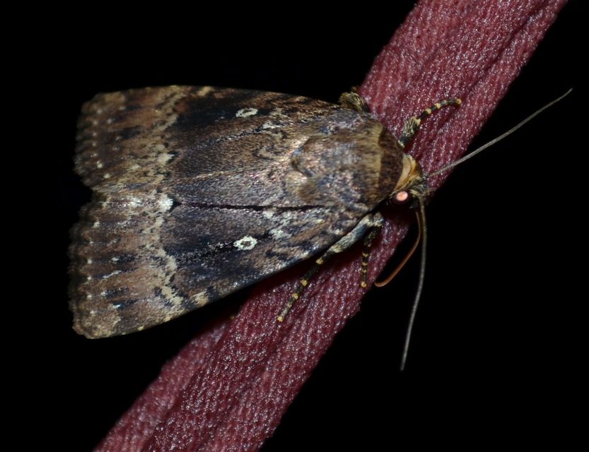 Amphipyra pyramidea - fahéjszínű bagoly