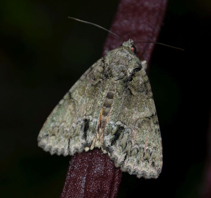 Polyphaenis sericata - selyemfényű erdeibagoly
