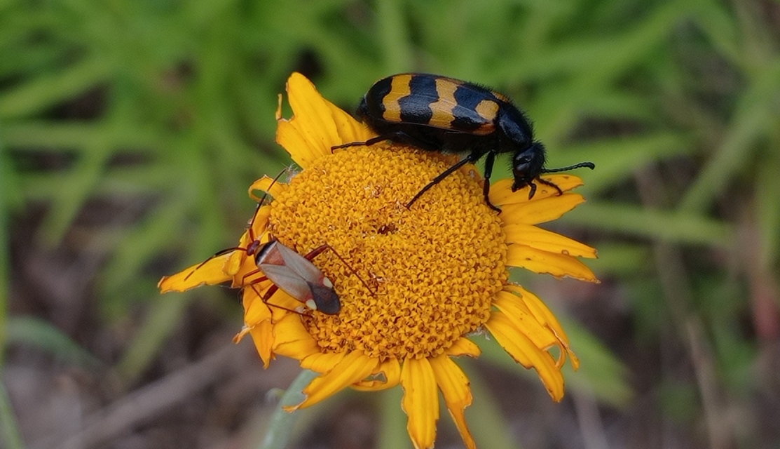 Mylabris variabilis - szalagos hólyaghúzó Mylabris variabilis - szalagos hólyaghúzó