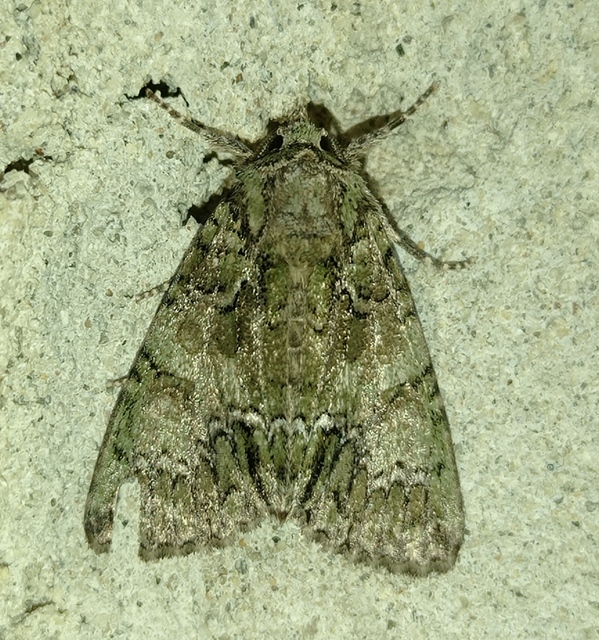Polyphaenis sericata - selyemfényű erdeibagoly