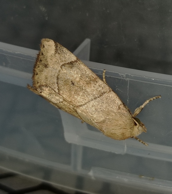 Cosmia trapezina - közönséges lombbagoly