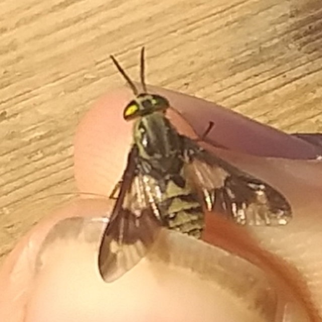 Chrysops