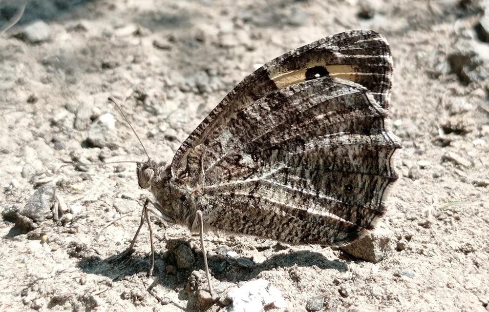Hipparchia semele - barna szemeslepke