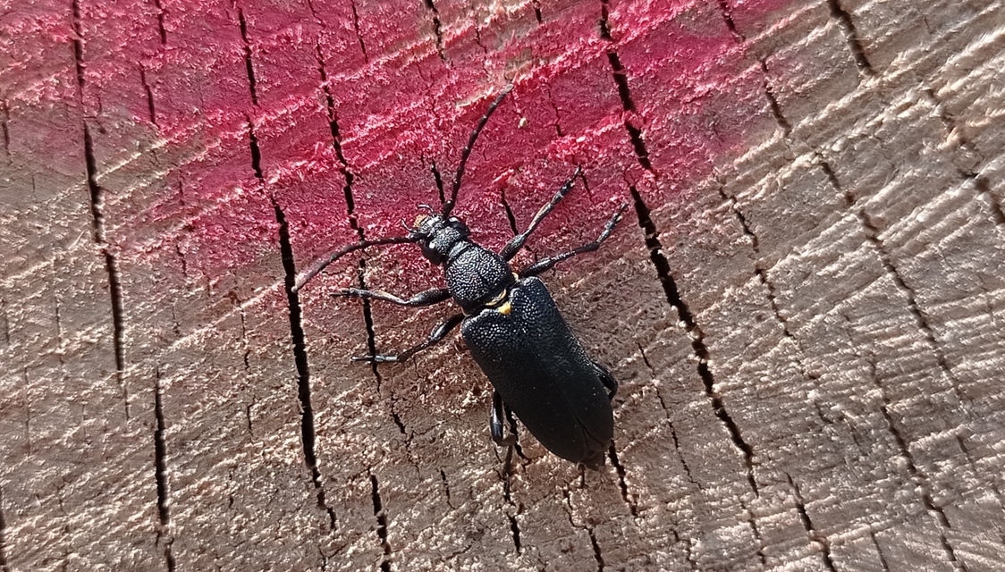 Stictoleptura scutellata - hegyi virágcincér