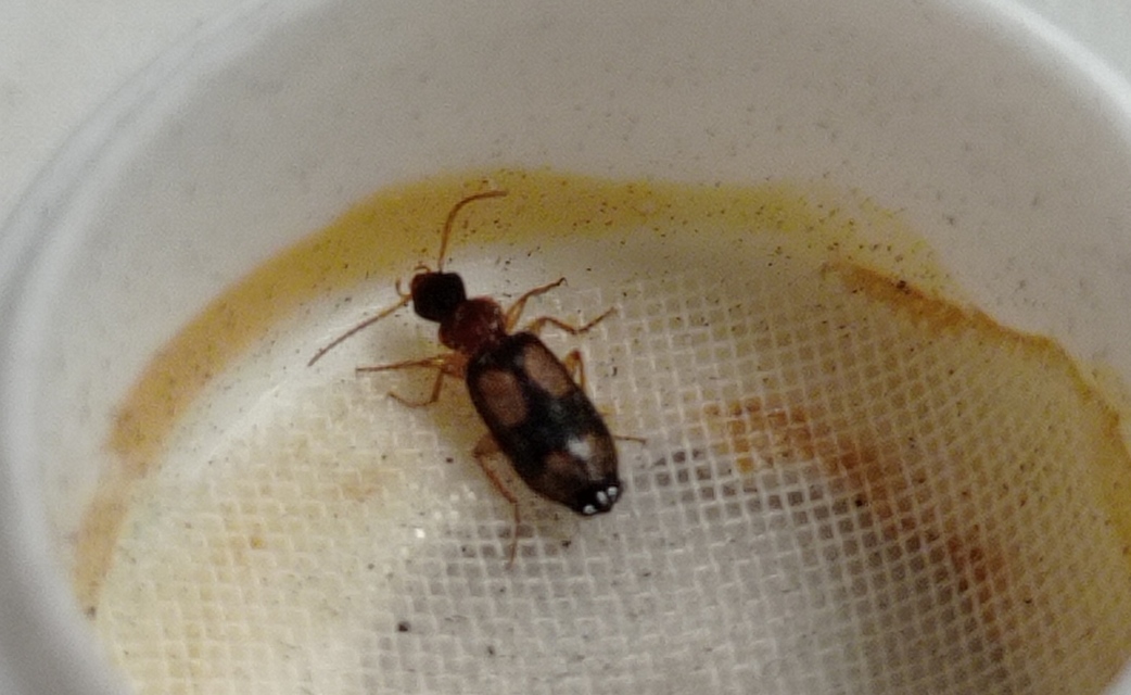 Dromius quadrimaculatus - négyfoltos kéregfutó