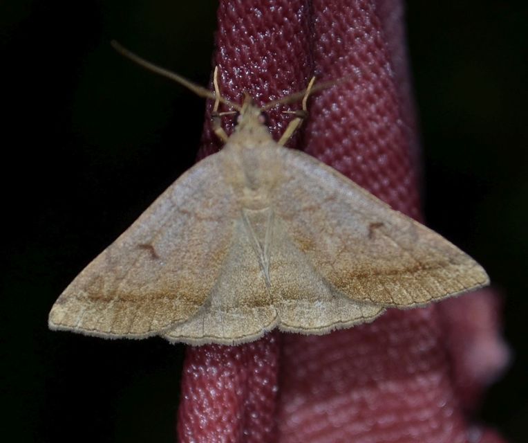 Zanclognatha lunalis - pelyheslábú karcsúbagoly