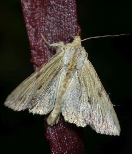 Apamea lithoxylaea - fakó dudvabagoly
