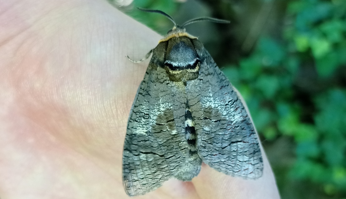 Cossus cossus - fűzfarontólepke