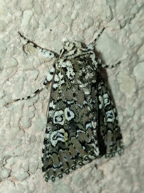 Lamprosticta culta - hármasfoltú bagoly