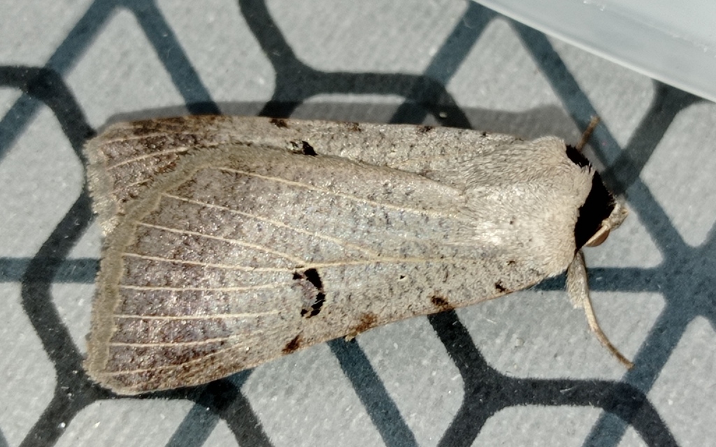 Lygephila craccae - gyakori csüdfűbagoly