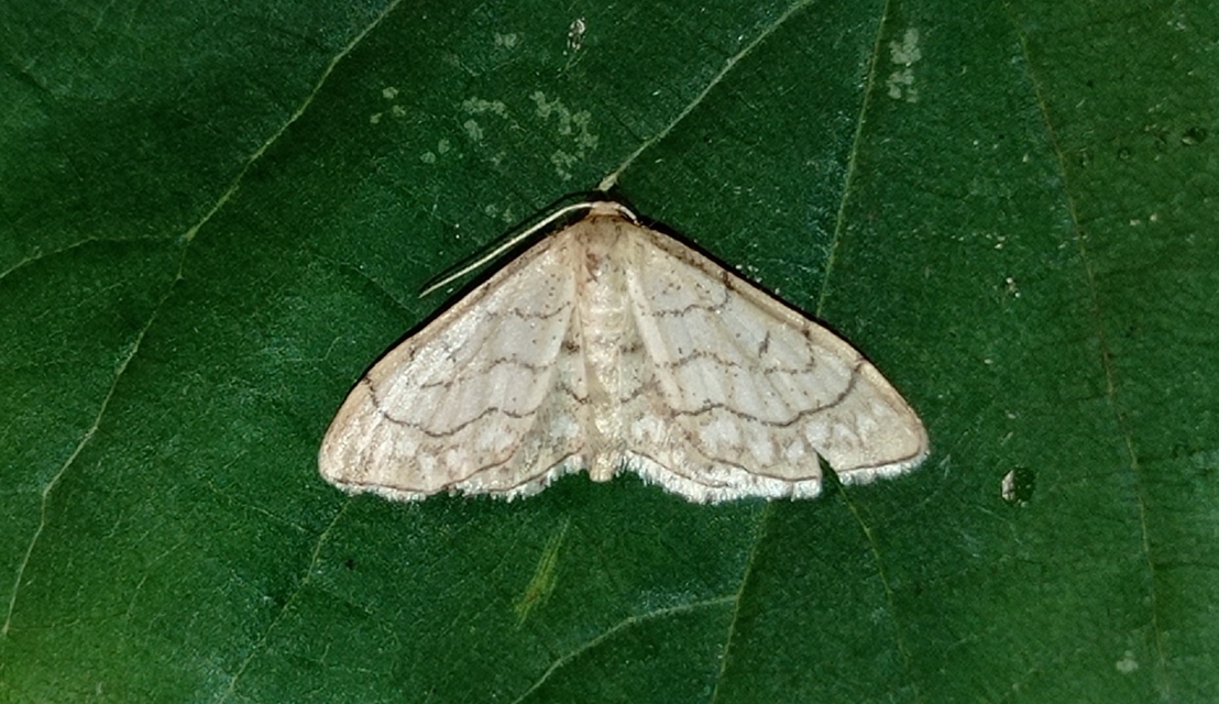 Idaea moniliata - gyöngyös apróaraszoló