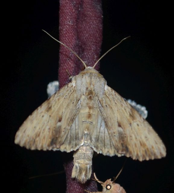 Apamea lithoxylaea - fakó dudvabagoly
