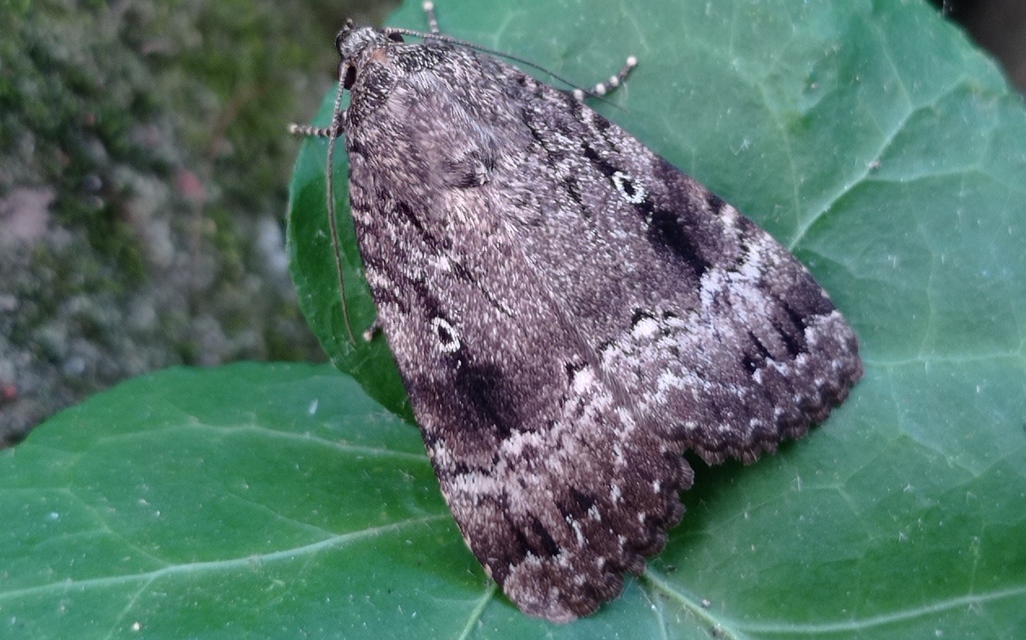 Amphipyra berbera/pyramidea