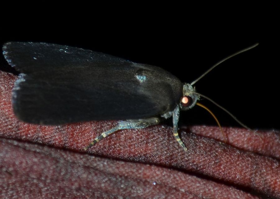 Amphipyra livida - zsírfényű bagoly