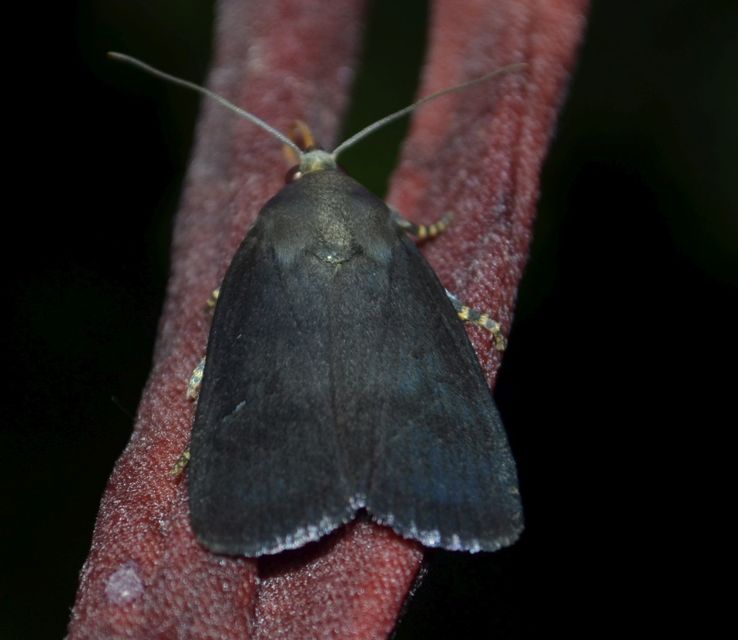 Amphipyra livida - zsírfényű bagoly