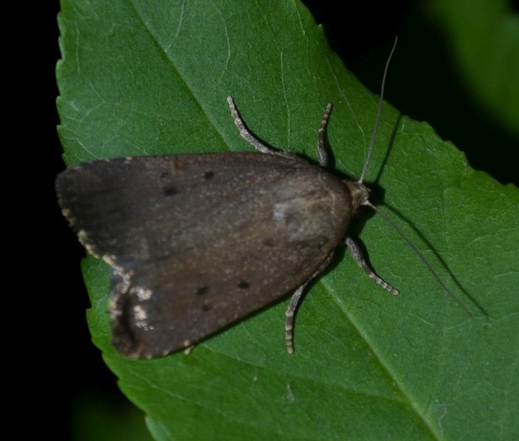 Amphipyra tragopoginis - bakszakállbagoly