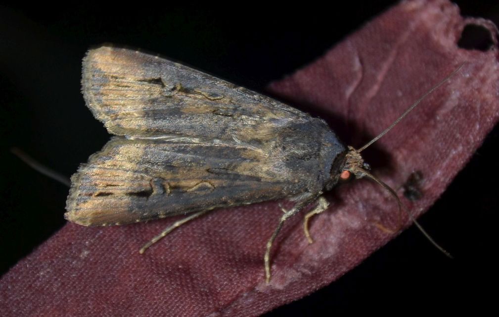 Agrotis ipsilon - nagy földibagoly