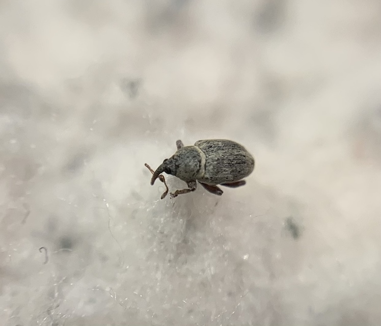 Tychius squamulatus - somkóró-tímárormányos