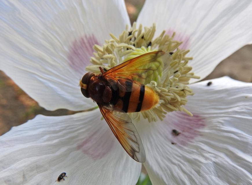 Volucella zonaria - kétöves pihelégy