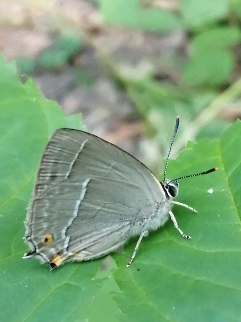 Neozephyrus quercus - tölgyfalepke