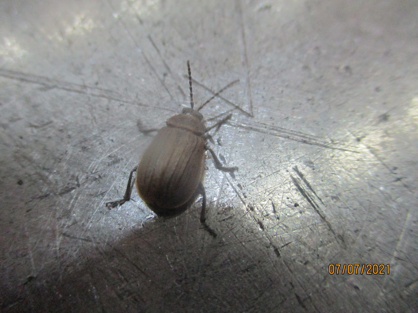 Galeruca pomonae - barna olajosbogár