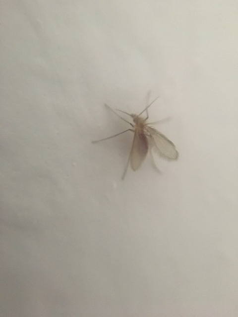 Phlebotomus perfiliewi