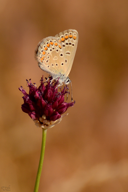 Polyommatus icarus - közönséges boglárka