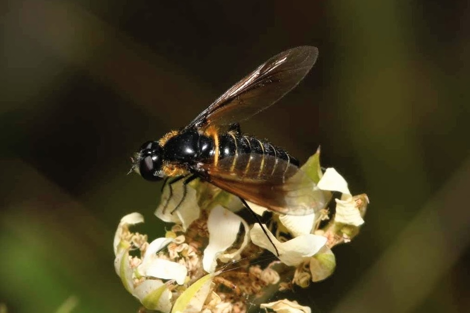 Lomatia sabaea - közönséges ördöglégy