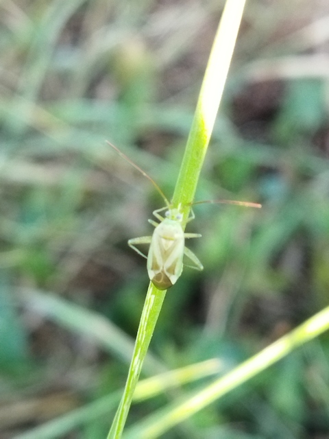 Adelphocoris lineolatus - lucernapoloska