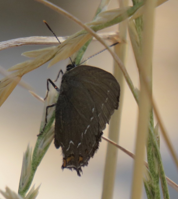 Satyrium ilicis - tölgyfa-csücsköslepke
