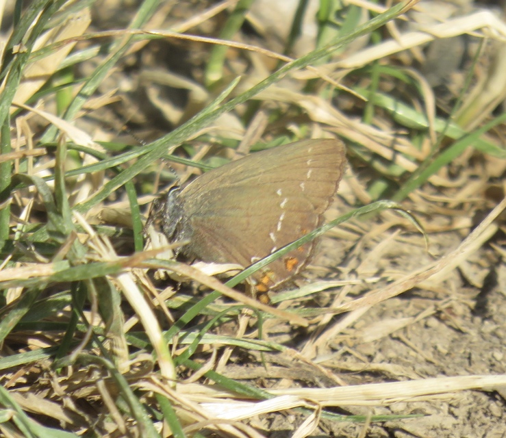Satyrium ilicis - tölgyfa-csücsköslepke