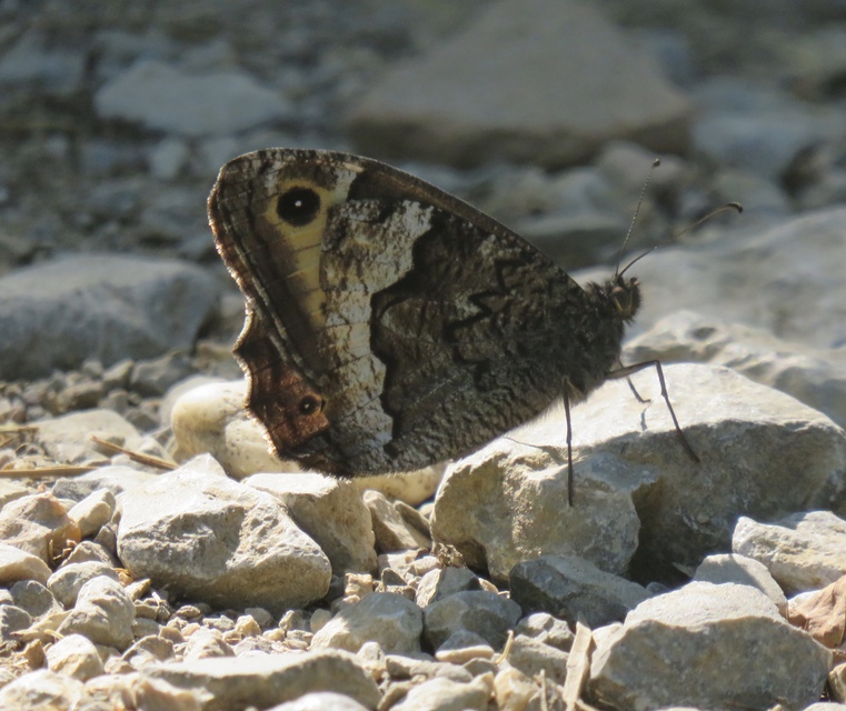 Hipparchia fagi - szürkeöves szemeslepke